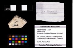 Foto (Objekt + Etikett) von Gastrodorus sp.  (NHMW-GEO-1990-0041-2565)
